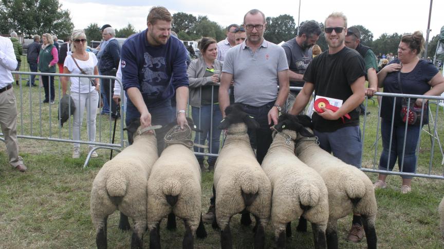 Vijf lammeren v/e zelfde vader, Michotte P., Alken.