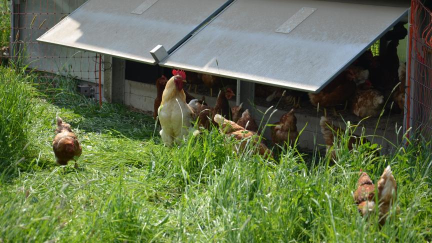 De hanen dienen als politie. Als de kippen vechten, komen ze tussenbeide.