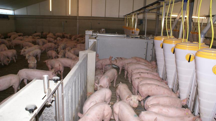 De varkenshouderij moet de luiken openen, aldus de Rabobank. De overlevers hebben een goede verbinding met de maatschappij nodig.