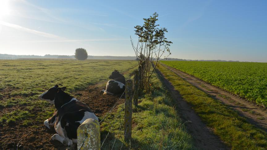 Thomas More-studenten zetten donderdag koeien in het zonnetje.