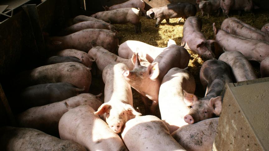 De varkensmarkt zal de komende periode zeer volatiel zijn, verwacht Rabobank.