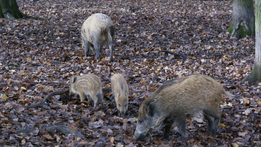 Slecht nieuws: de Afrikaanse varkenspest kan zich goed nog verspreiden.