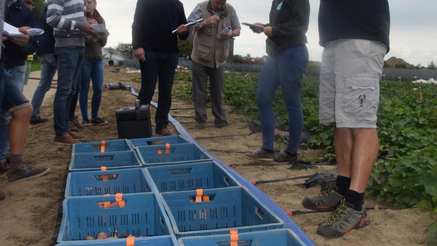 Het soort plantmateriaal (stekken of paperpots) kan een invloed hebben op de uiteindelijke vorm of opbrengst van de knollen.