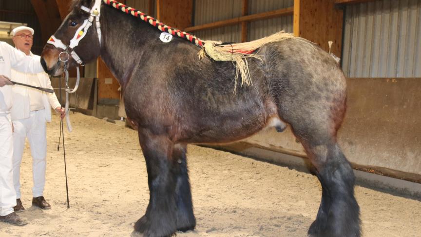 Bob de ter Couterhove (Iwan van het Rijkelhof x Bufalo van ‘t Camillenhof), grote maat. Eig.: Antoine Van Cauter, Sint-Andries.