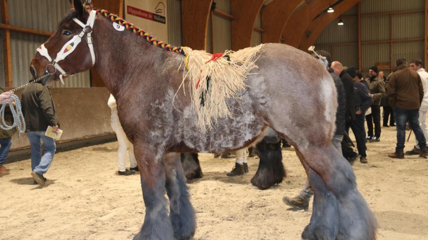 Espoir du Malametz (Rivaal van de Boterhoeve x Lars van de Smidse), grote maat. Eig.: Luc & Ignace Imschoot, Beervelde.