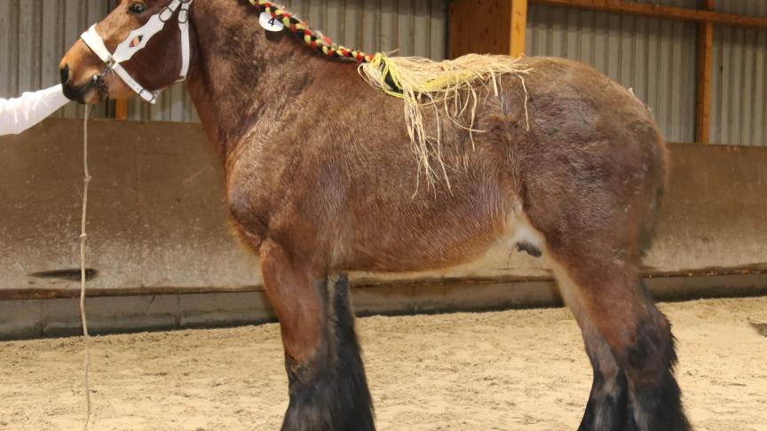 Hector van ‘t Grootveld van Vlaams-Brabant (Milo van Luchteren x Tijn van de Vliegert), grote maat. Eig.: Alain Moreels, Duisburg.