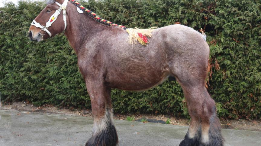 Hugo van ‘t Laureijnehof (Iwan van het Rijkelhof x Wodan van de Korenmaat). Eig.: Dominique Van Riet, Londerzeel.