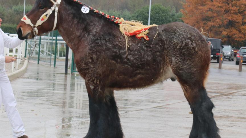 Unic van de Musschoot (Unic de Licherau x Faro van ‘t Hof ter Riete), midden maat. Eig.: Melissa Maes, Meerdonk.