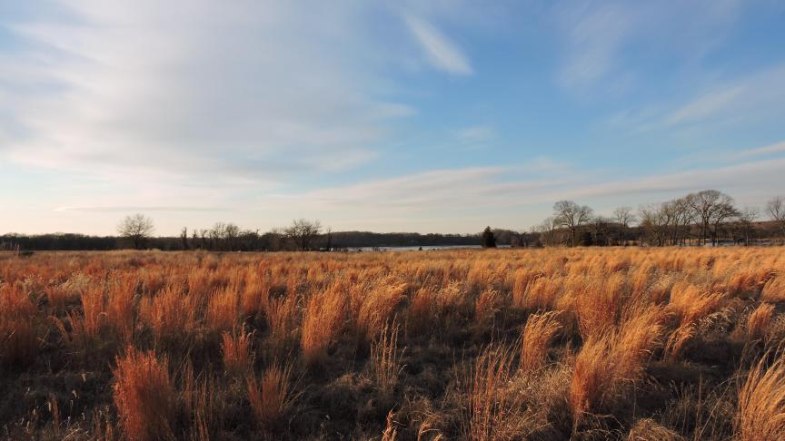 Aan de oever van de Chester River werd in 1999 in het kader van het CRP-programma
grasland aangelegd. ©Dan Small