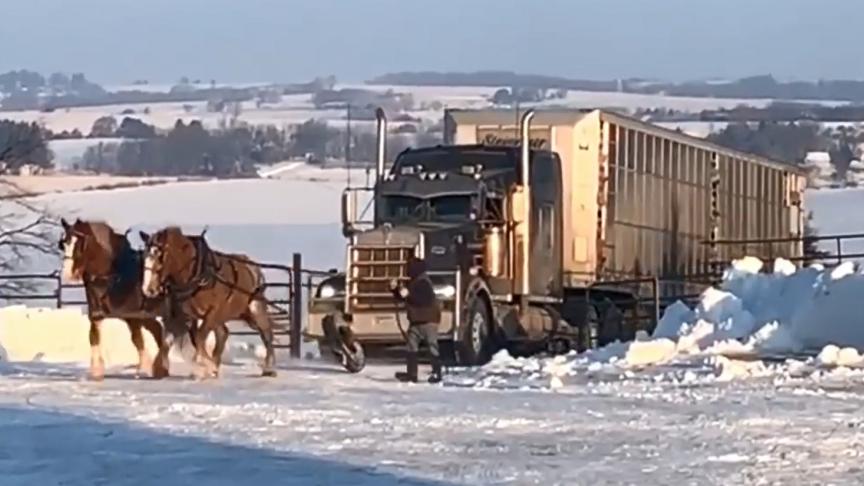 Belgische paarden helpen Amerikaanse truck.
