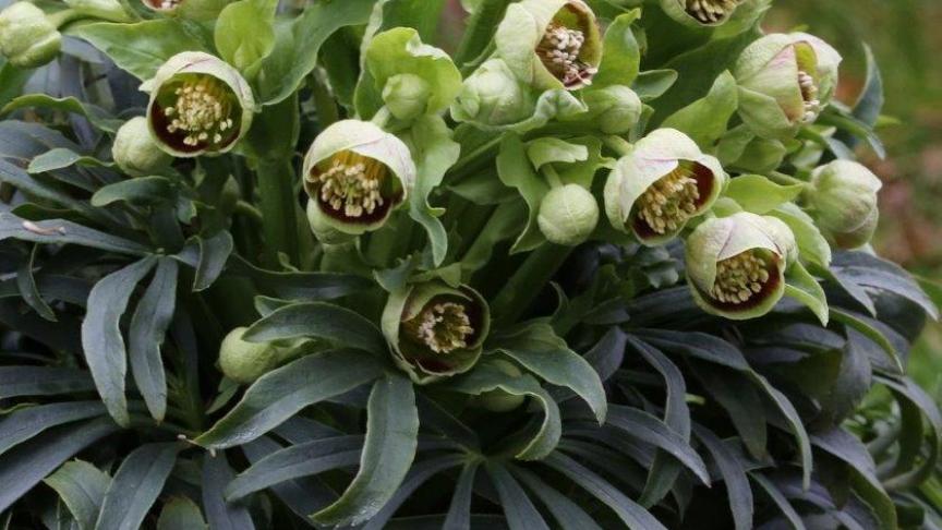 Helleborus foetidus.