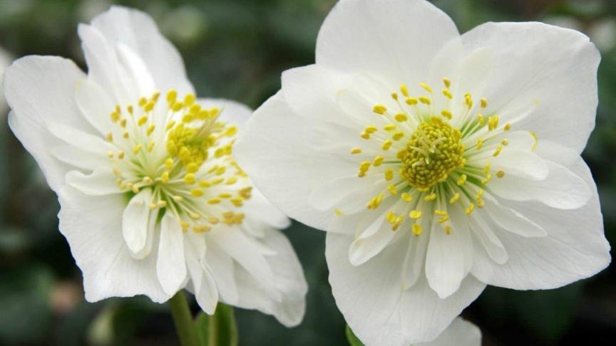 Helleborus niger of kerstroos is met zijn helderwitte bloemen en goudgele meeldraden een topper op het kerstterras.