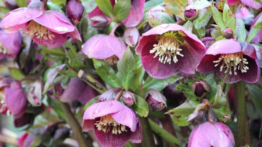 Helleborus orientalis is een dankbare tuinplant die al vroeg in het jaar kleur brengt in de wintertuin.