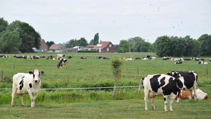 Bijna 70 melkveehouders in Vlaanderen haalden in 2019 topcijfers.