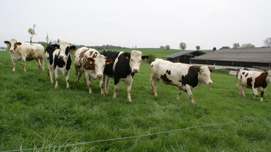 Met name in de rundveehouderij zijn veel bedrijven overgeschakeld op biologische bedrijfsvoering.