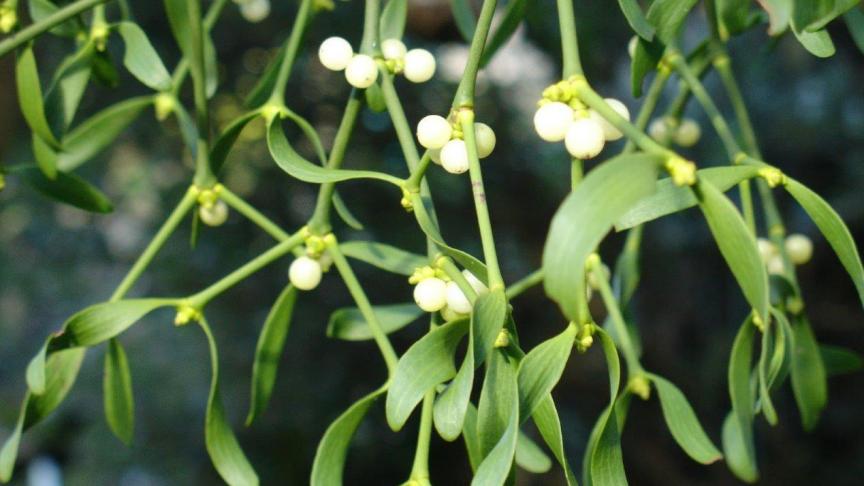 Los van de symboliek is de maretak een intrigerende plant. Hij ziet er anders uit dan de meeste planten en hij lijkt zeer kieskeurig wat betreft zijn groeiomgeving.