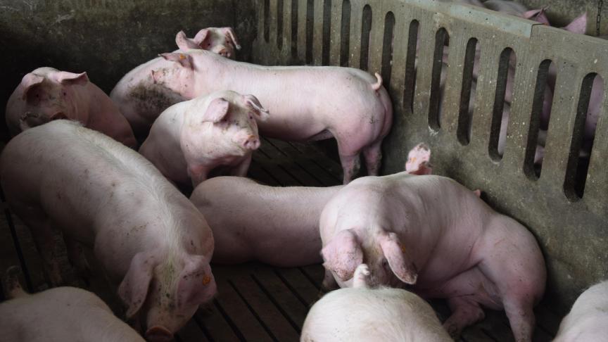 De Duitse varkensstapel is de laatste jaren fors gekrompen.