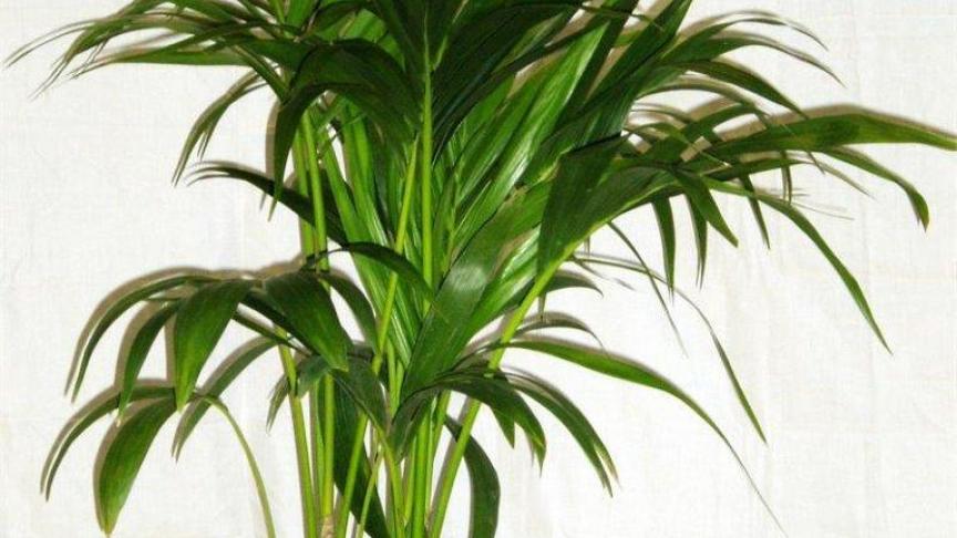 Kentia palm