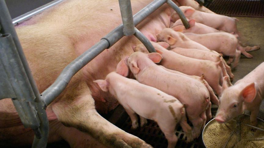 Volgens Greenpeace leidt Europese subsidiëring tot steeds grotere concentratie van vlees- en zuivelproductie in steeds minder en grotere bedrijven.