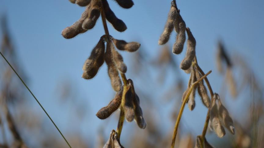 In België worden nu onder meer soja en palmolie bijgemengd. Bovendien wil ons land het volume biobrandstoffen in de mix laten stijgen.