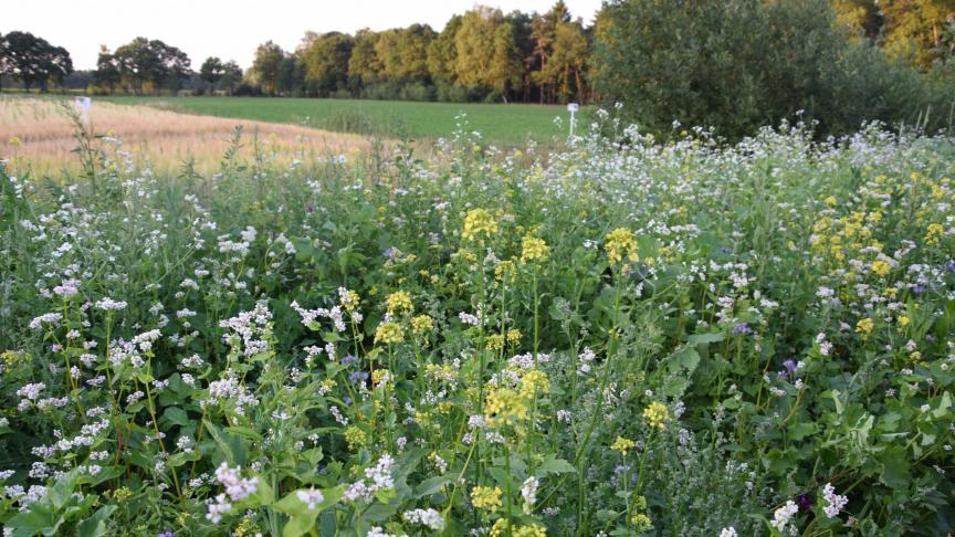 Met de aanleg van een bloemenstrook langs een landbouwperceel verhoogt een landbouwer hetvoedselaanbod voor insecten zoals hommels, bijen en vlinders.