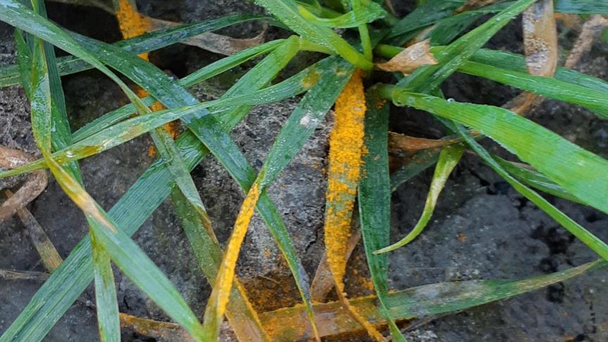In de regio Veurne is gele roest gespot. Oppassen dus: wanneer het droog (en relatief warm) blijft kan het snel evolueren. We zitten wel nog ver van behandelingsadviezen’, deelt Yves Decroos van BASF mee.