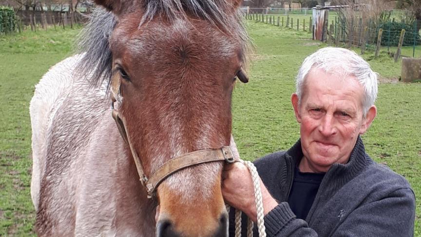 Daniël Lammens uit Erpe-Mere, een gedreven liefhebber met een van zijn vier trekpaarden van ‘Stal ’t Mereland’.