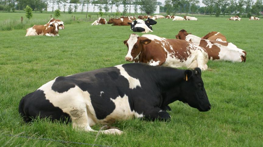 Uit het onderzoek blijkt dat beweiding financieel aantrekkelijk blijft als de koe minstens 500 – 700 kg droge stof per koe per weideseizoen eet.