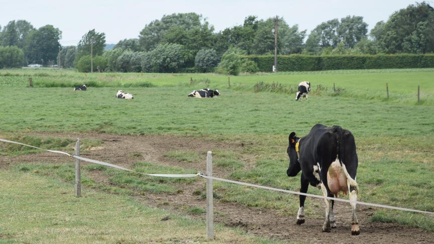 Grasgroeivoorspelling kan melkveehouders helpen bij het plannen van beweiding  en maaien.