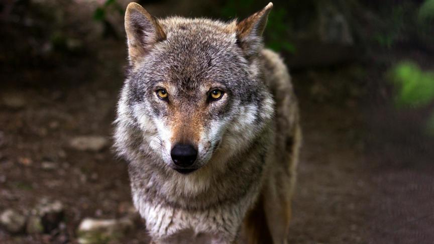 Peer en Oudsbergen hebben het actieplan ’wolf’ voorgesteld naar aanleiding van de recente aanvallen van een wolf op schapen en alpaca’s.