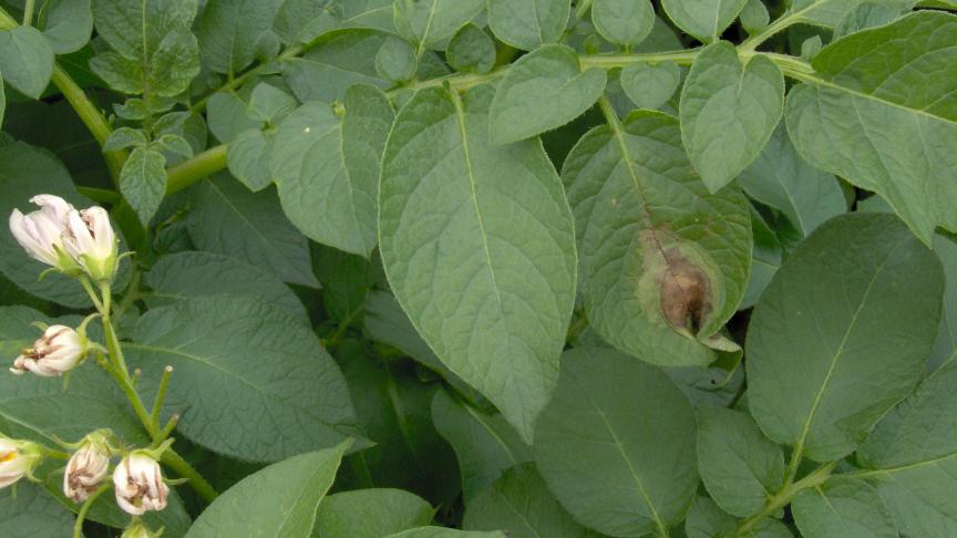 Phytophthora is een belangrijke aardappelziekte.