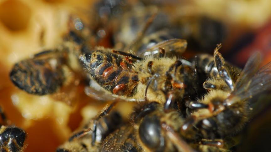 Honingbijen kunnen via natuurlijke weg resistentie tegen de varroamijt ontwikkelen, aldus onderzoekers.
