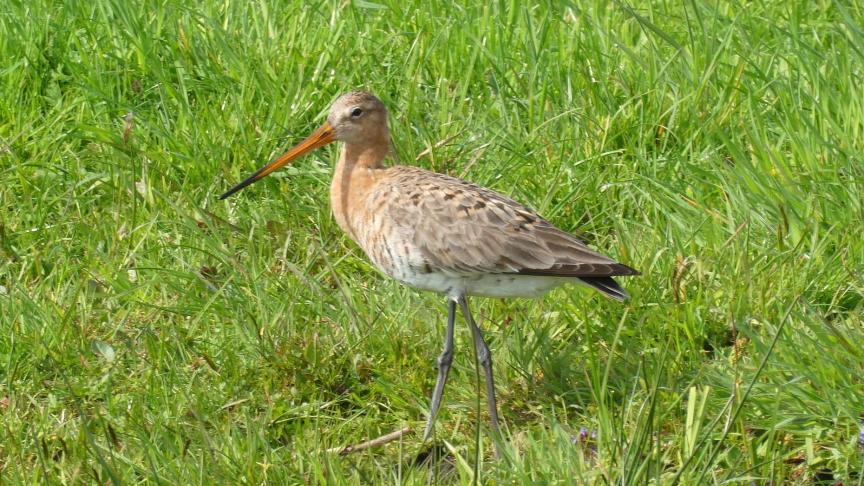 De grutto, een trekvogel gebonden aan landbouwgebied, is een zeldzaamheid geworden door het verlies van leefgebied in Vlaanderen.