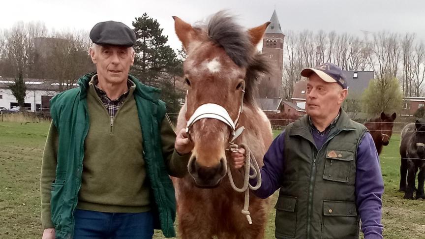 André Vanheule (rechts) en zijn broer Roland houden trekpaarden om mee te fokken en mee te doen op prijskampen.