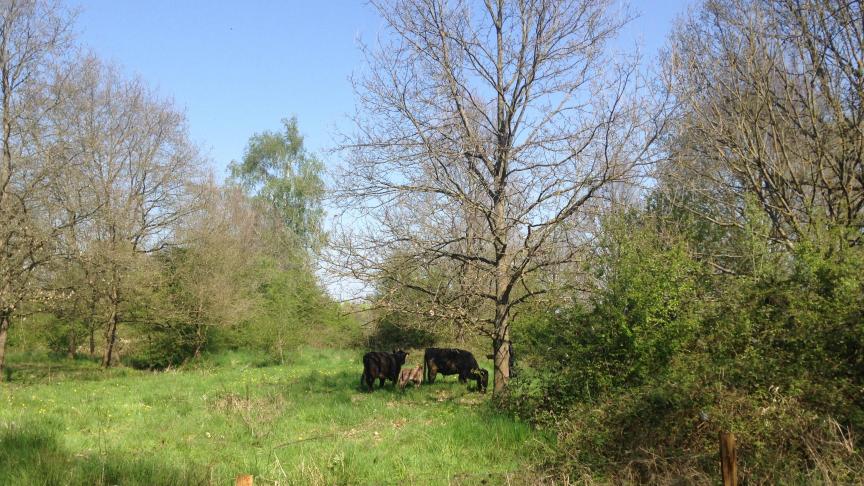 Gallowayrunderen zorgen voor de begrazing in de Dijlevallei