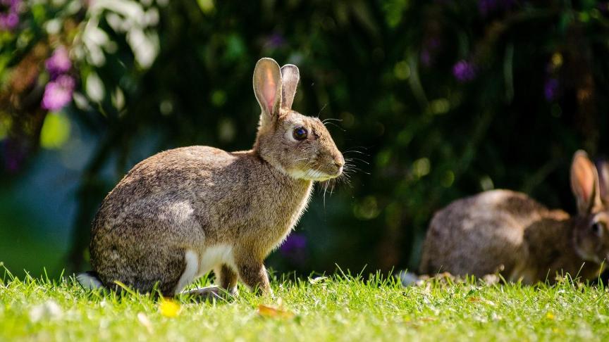 Wetenschappelijk onderzoek toont aan dat vooral de kwaliteit van konijnenmest veel gunstiger is voor de diversiteit van de plantengemeenschappen dan die van grotere grazers.
