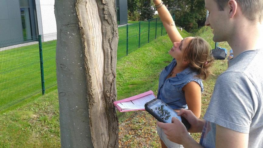 Studenten groenmanagement onderzoeken de gezondheid van een boom.