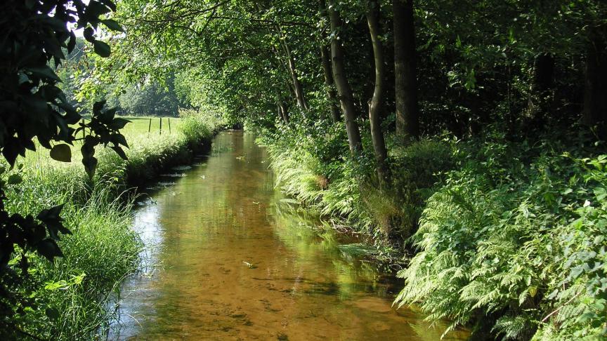 Door de droogte worden waterlopen geplunderd, aldus Natuurpunt.