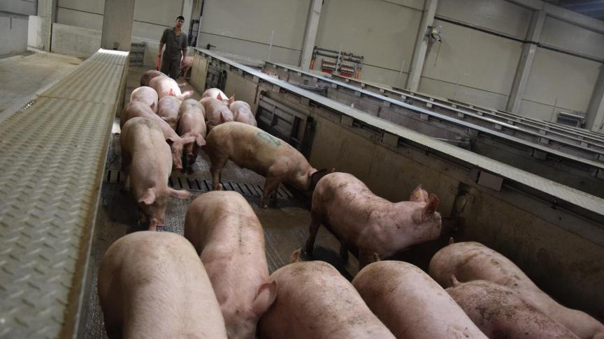 Als je het als praktisch georganiseerd krijgt, heeft het economisch zin om de sneller groeiende varkens eerder aan het slachthuis te leveren en de lichtere varkens nog even langer te laten zitten.