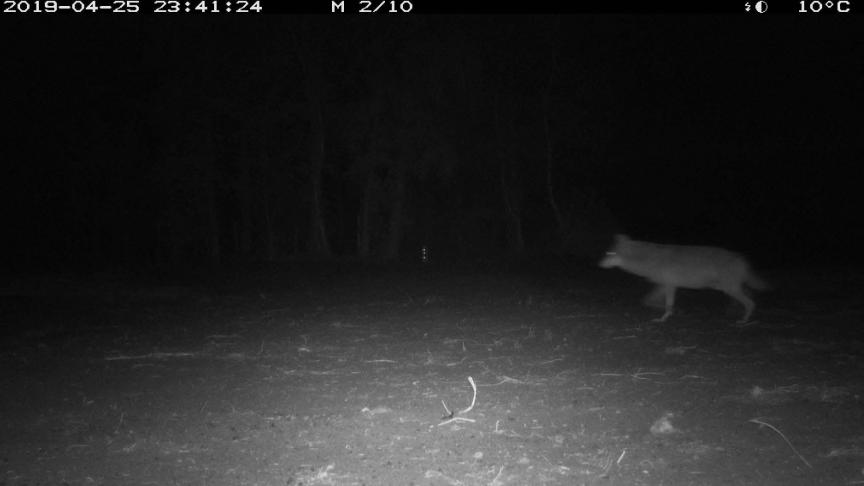 Op beelden van Natuur en Bos is Naya te zien met een bolle buik.