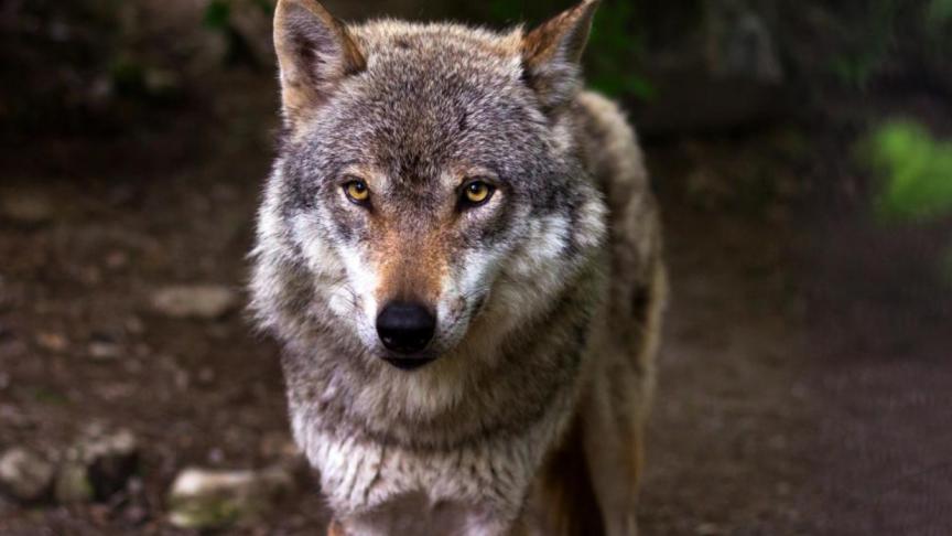 Welkom Wolf en Landschap vzw vinden schapenhouders die geen maatregelen tegen wolven nemen, ‘van slechte wil’.