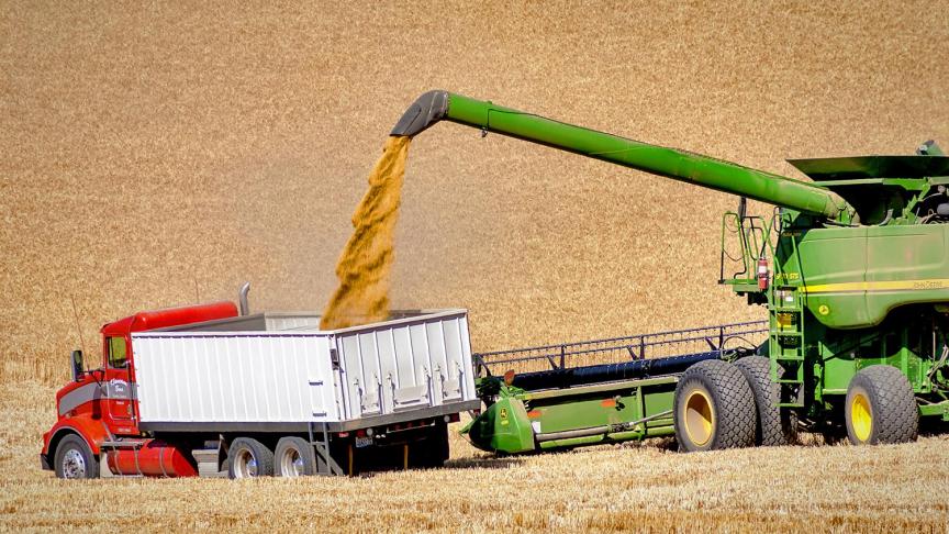 Hoewel de oogstverwachtingen voor tarwe negatief zijn bijgesteld, kelderen de prijzen.
