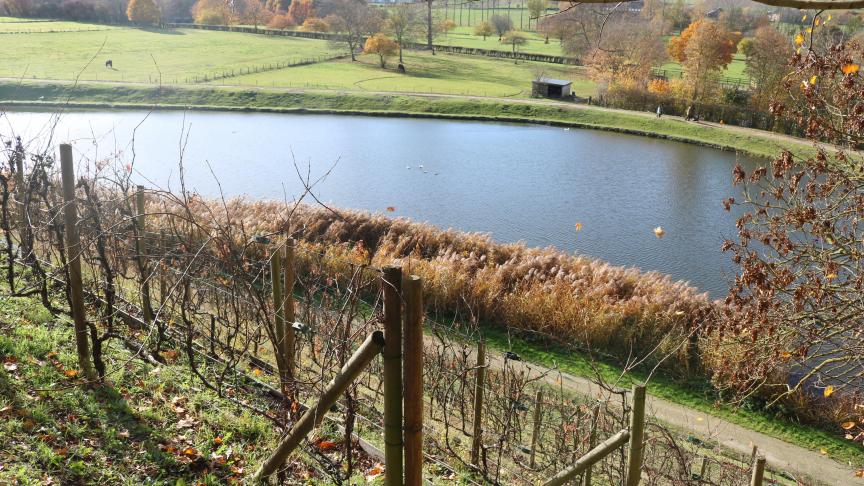 De wijngaarden op de flanken van het Kasteel van Gaasbeek worden opnieuw in gebruik genomen. Een eeuwenoude traditie wordt opnieuw leven ingeblazen.