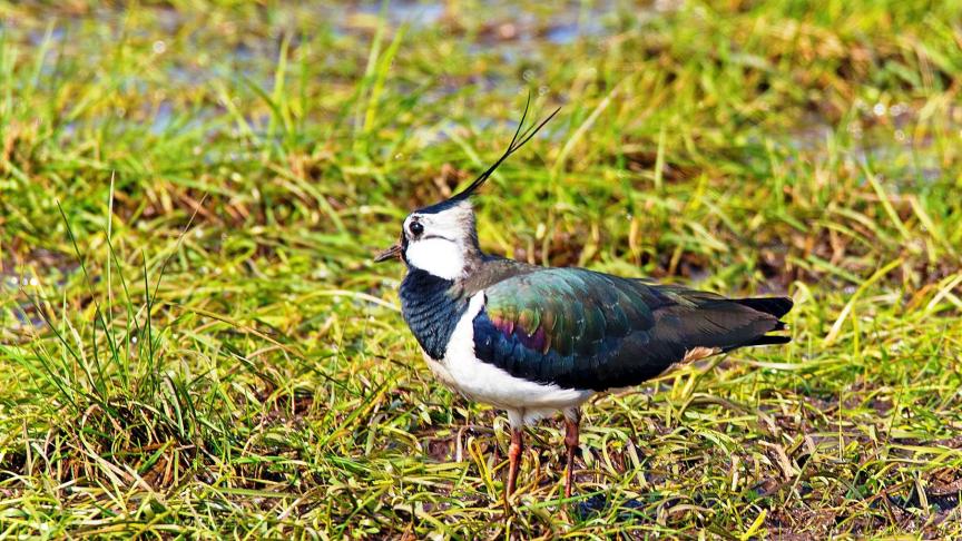 De kievit doet het niet enkel slecht in landbouwgebieden, maar ook in een aantal natuurgebieden. De verdroging van natuurgebieden speelt daar waarschijnlijk een belangrijke rol.