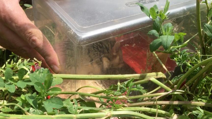 De wilde hamsters worden in akkerland, hun natuurlijke habitat, uitgezet.