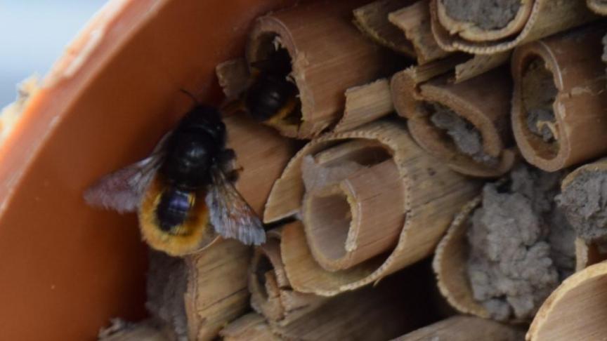 Metselbijen zijn heel geschikt voor de bestuiving van appel en peer: ze vliegen in het vroege voorjaar, zijn sterk behaard, bloemvast en teeltbaar. In tegenstelling tot honingbijen vliegen ze ook bij minder gunstige weersomstandigheden.