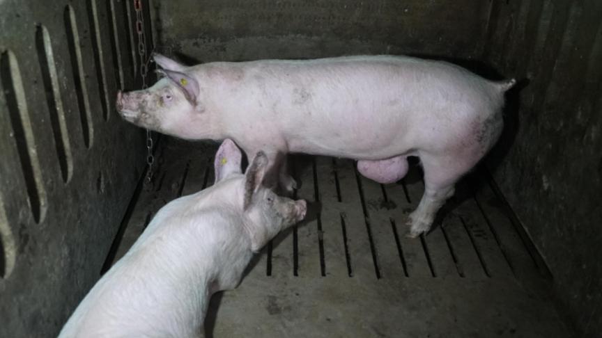 Volgens Animal Rights keurde de NVWA transporten met zieke en kreupele varkens goed, het FAVV keurde deze af.