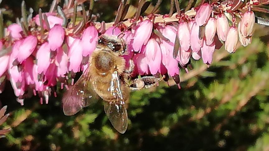 Wilde bijen zijn onmisbaar voor ons ecosysteem. Ze zorgen voor de bestuiving van gewassen, waardoor er vruchten aan kunnen groeien.