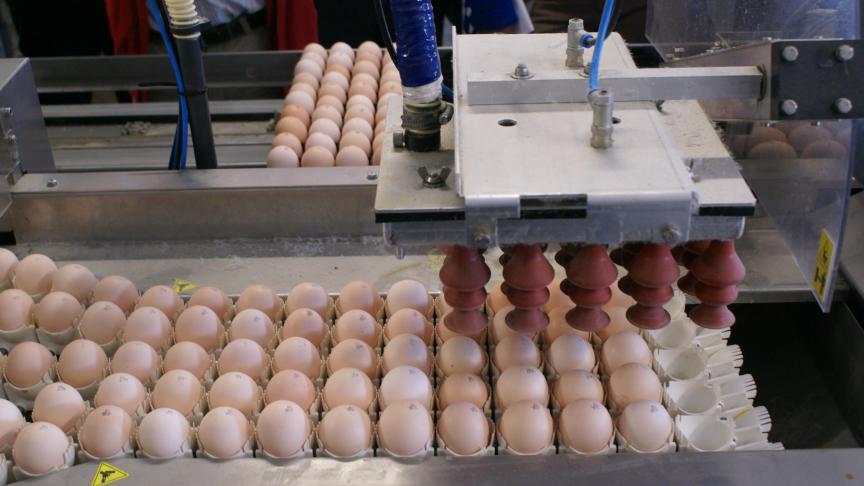 Tijdens fipronil-crisis moesten veel eieren en kippen worden vernietigd.