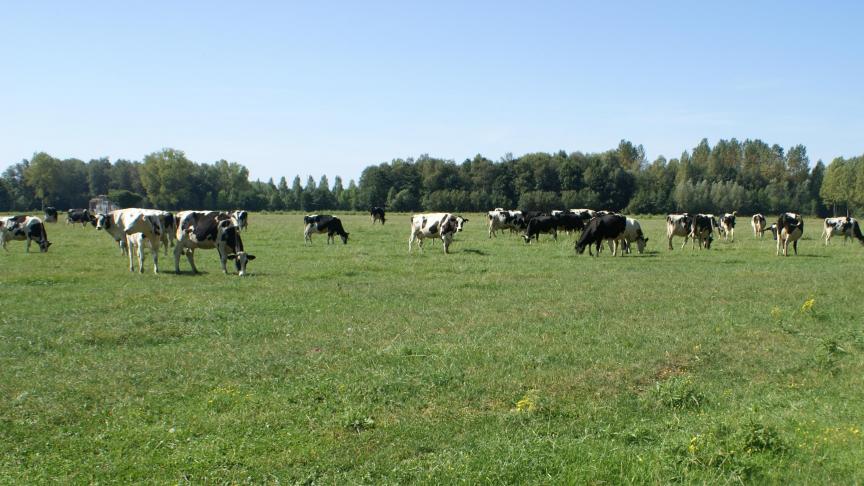 Houd koeien op hete dagen overdag binnen en laat ze pas na de avondmelking, als de warmste periode van de dag gedaan is, naar buiten gaan.